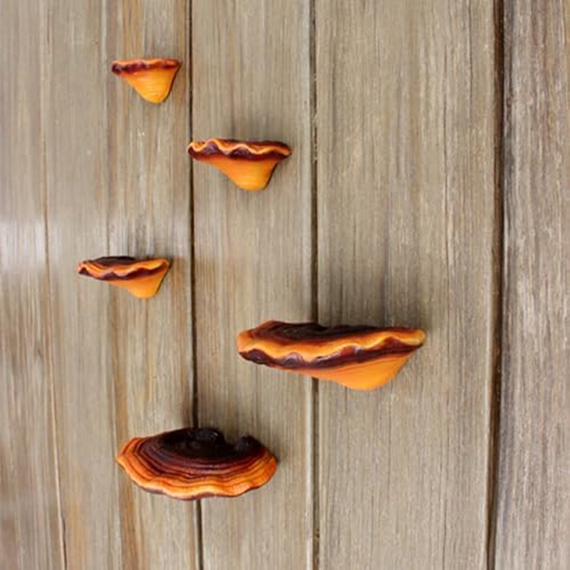Set of 5 Mushroom Shelf Wall D - Floating Shelves review and price