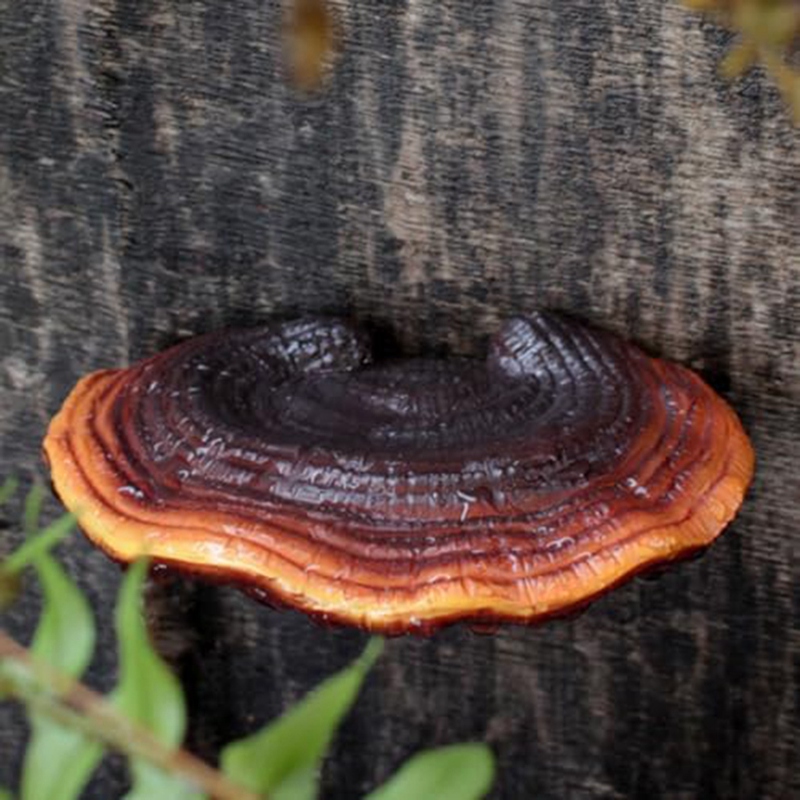 Set of 5 Mushroom Shelf Wall D - Floating Shelves review and price